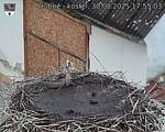 Capi_Dubne_20250830_175503.jpg