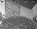 Capi_Dubne_20250830_202003.jpg