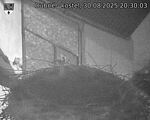 Capi_Dubne_20250830_203003.jpg