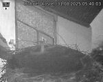 Capi_Dubne_20250831_054003.jpg