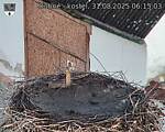 Capi_Dubne_20250831_061503.jpg