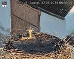 Capi_Dubne_20250831_065502.jpg