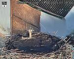 Capi_Dubne_20250831_071004.jpg