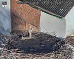 Capi_Dubne_20250831_072504.jpg