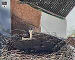 Capi_Dubne_20250831_073004.jpg