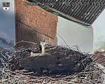 Capi_Dubne_20250831_073503.jpg