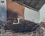 Capi_Dubne_20250831_074002.jpg