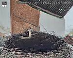 Capi_Dubne_20250831_075004.jpg