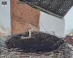 Capi_Dubne_20250831_075502.jpg