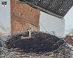 Capi_Dubne_20250831_080004.jpg
