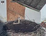 Capi_Dubne_20250831_080502.jpg