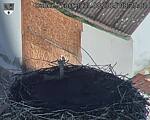 Capi_Dubne_20250831_082502.jpg
