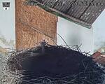 Capi_Dubne_20250831_085004.jpg