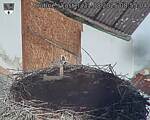 Capi_Dubne_20250831_085504.jpg