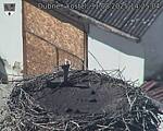 Capi_Dubne_20250831_142504.jpg