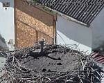 Capi_Dubne_20250831_153504.jpg