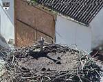 Capi_Dubne_20250831_162003.jpg
