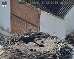 Capi_Dubne_20250831_165503.jpg