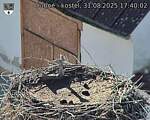 Capi_Dubne_20250831_174002.jpg