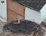 Capi_Dubne_20250901_062002.jpg