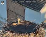 Capi_Dubne_20250901_064502.jpg