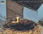 Capi_Dubne_20250901_065003.jpg