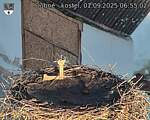 Capi_Dubne_20250901_065503.jpg