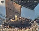 Capi_Dubne_20250901_070503.jpg