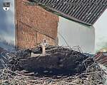 Capi_Dubne_20250901_072004.jpg