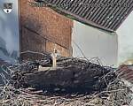 Capi_Dubne_20250901_072503.jpg
