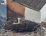 Capi_Dubne_20250901_073002.jpg