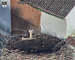 Capi_Dubne_20250901_073503.jpg