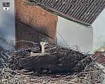 Capi_Dubne_20250901_074004.jpg