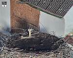 Capi_Dubne_20250901_074504.jpg