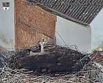 Capi_Dubne_20250901_075004.jpg