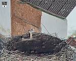 Capi_Dubne_20250901_075502.jpg
