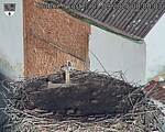 Capi_Dubne_20250901_080003.jpg