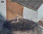 Capi_Dubne_20250901_080503.jpg