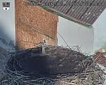 Capi_Dubne_20250901_081004.jpg