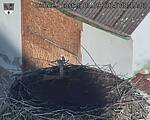 Capi_Dubne_20250901_081503.jpg