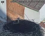 Capi_Dubne_20250901_082003.jpg