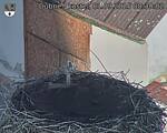 Capi_Dubne_20250901_083002.jpg