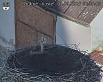 Capi_Dubne_20250901_083503.jpg