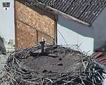 Capi_Dubne_20250901_144003.jpg