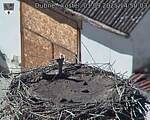Capi_Dubne_20250901_145003.jpg