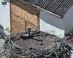 Capi_Dubne_20250901_152003.jpg