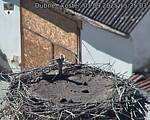 Capi_Dubne_20250901_152503.jpg
