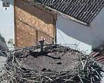 Capi_Dubne_20250901_153003.jpg
