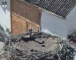 Capi_Dubne_20250901_160003.jpg