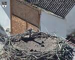 Capi_Dubne_20250901_161003.jpg